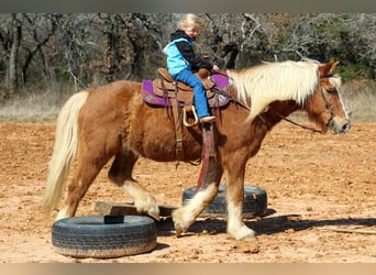 Haflinger, Gelding, 15 years, 13.3 hh, Sorrel