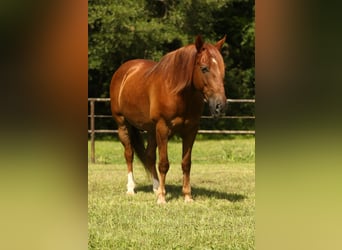 Haflinger, Gelding, 15 years, 13,3 hh, Chestnut