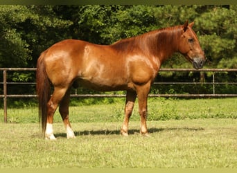 Haflinger, Gelding, 15 years, 13,3 hh, Chestnut