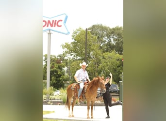 Haflinger, Gelding, 15 years, 13,3 hh, Chestnut