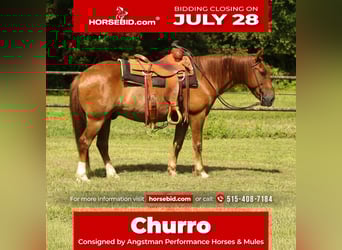 Haflinger, Gelding, 15 years, 13,3 hh, Chestnut