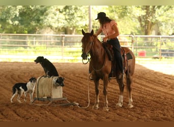 Haflinger, Gelding, 15 years, 13,3 hh, Chestnut