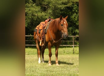 Haflinger, Gelding, 15 years, 13,3 hh, Chestnut