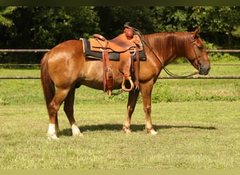 Haflinger, Gelding, 15 years, 13,3 hh, Chestnut