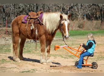 Haflinger, Gelding, 15 years, 13,3 hh, Sorrel