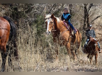 Haflinger, Gelding, 15 years, 13,3 hh, Sorrel