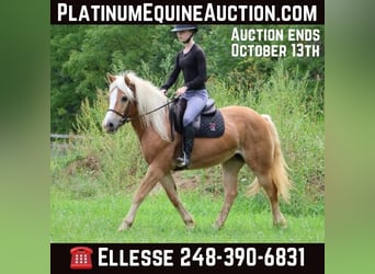 Haflinger, Gelding, 15 years, 14.1 hh, Sorrel