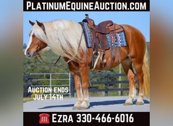 Haflinger, Gelding, 15 years, 14.2 hh, Chestnut