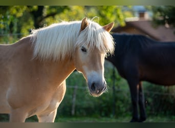 Haflinger, Gelding, 15 years, 14,3 hh, Brown-Light