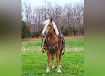 Haflinger, Gelding, 15 years, 14 hh, Sorrel