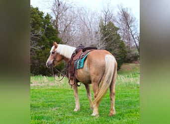 Haflinger, Gelding, 15 years, 14 hh, Sorrel