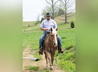 Haflinger, Gelding, 15 years, 14 hh, Sorrel