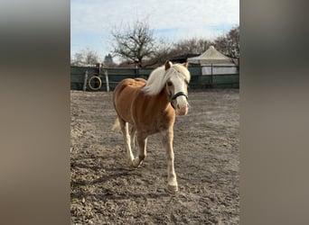 Haflinger, Gelding, 15 years, 14,1 hh, Palomino