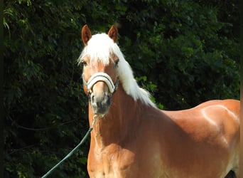 Haflinger, Gelding, 15 years, 15.1 hh, Chestnut-Red