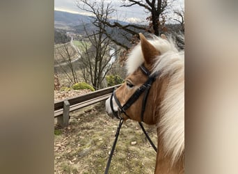 Haflinger, Gelding, 16 years, 14.1 hh, Chestnut-Red