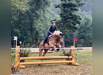 Haflinger, Gelding, 16 years, 14.1 hh, Chestnut-Red