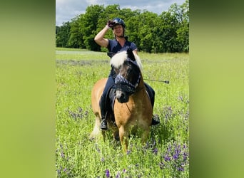 Haflinger, Gelding, 16 years, 14.1 hh, Chestnut-Red