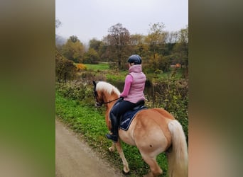 Haflinger, Gelding, 16 years, 14.1 hh, Chestnut-Red