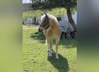 Haflinger, Gelding, 16 years, 14.1 hh, Chestnut-Red