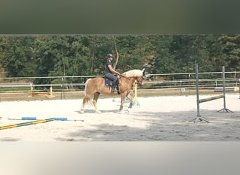 Haflinger, Gelding, 16 years, 14.1 hh, Chestnut-Red