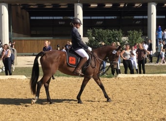 Haflinger, Gelding, 16 years, 14.2 hh