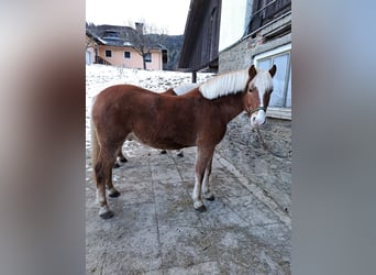 Haflinger Mix, Gelding, 16 years, 14,3 hh, Chestnut-Red
