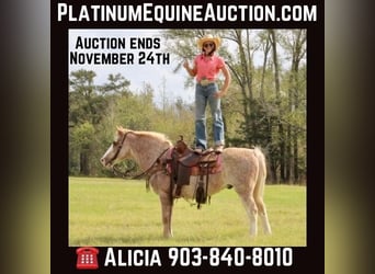 Haflinger, Gelding, 16 years, Roan-Red