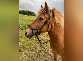 Haflinger Mix, Gelding, 17 years, 13.1 hh, Chestnut-Red