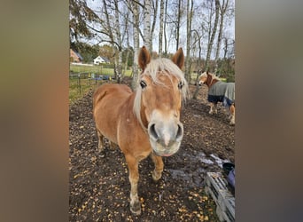 Haflinger, Gelding, 17 years, 14.1 hh
