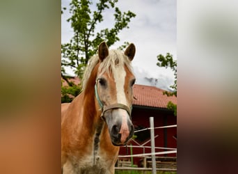 Haflinger, Gelding, 17 years, 14.1 hh Haflinger, Gelding, 17 years, 14.1 hh
