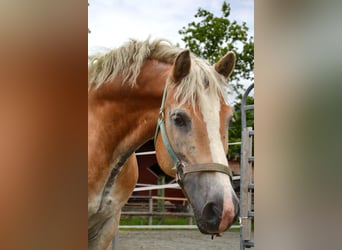 Haflinger, Gelding, 17 years, 14.1 hh Haflinger, Gelding, 17 years, 14.1 hh