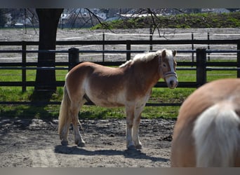 Haflinger, Gelding, 17 years, 14.1 hh Haflinger, Gelding, 17 years, 14.1 hh