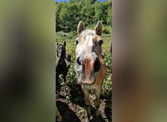 Haflinger, Gelding, 17 years, 14.1 hh Haflinger, Gelding, 17 years, 14.1 hh