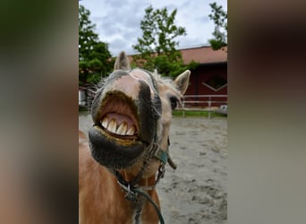 Haflinger, Gelding, 17 years, 14.1 hh Haflinger, Gelding, 17 years, 14.1 hh