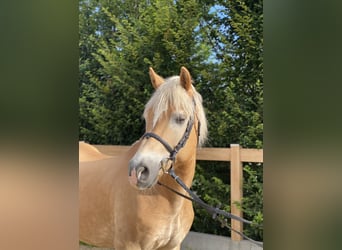 Haflinger, Gelding, 17 years, 14.2 hh, Chestnut-Red