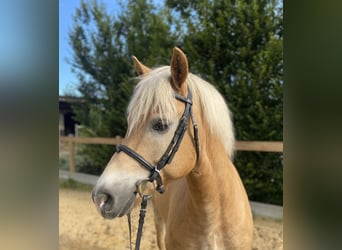 Haflinger, Gelding, 17 years, 14.2 hh, Chestnut-Red