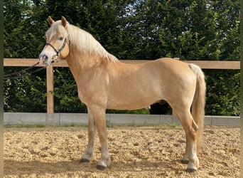 Haflinger, Gelding, 17 years, 14.2 hh, Chestnut-Red