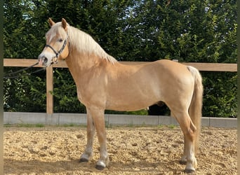 Haflinger, Gelding, 17 years, 14.2 hh, Chestnut-Red