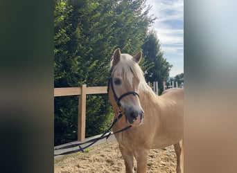 Haflinger, Gelding, 17 years, 14.2 hh, Chestnut-Red