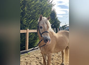 Haflinger, Gelding, 17 years, 14.2 hh, Chestnut-Red