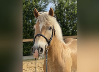 Haflinger, Gelding, 17 years, 14.2 hh, Chestnut-Red