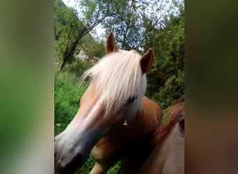 Haflinger, Gelding, 17 years, 14.2 hh