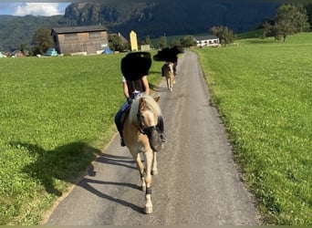 Haflinger, Gelding, 17 years