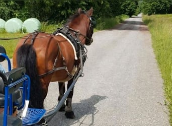 Haflinger Mix, Gelding, 18 years, 12.1 hh, Brown