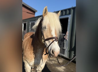 Haflinger, Gelding, 18 years, 13.2 hh, Palomino