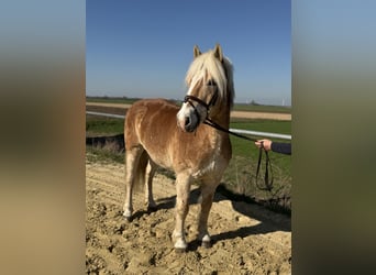 Haflinger, Gelding, 18 years, 13.2 hh, Palomino