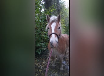 Haflinger, Gelding, 18 years, 13,2 hh, Palomino