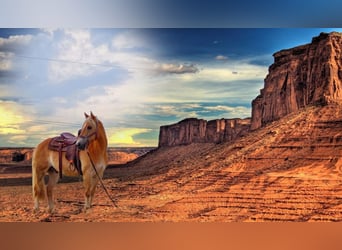 Haflinger, Gelding, 18 years, 14.1 hh, Chestnut-Red