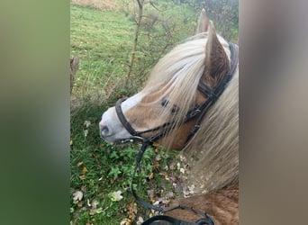 Haflinger, Gelding, 18 years, 14,2 hh, Dun