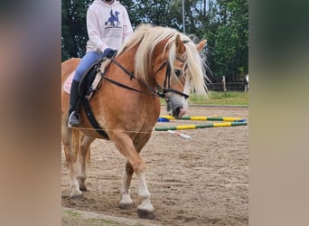 Haflinger, Gelding, 18 years, 14,2 hh, Dun